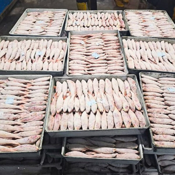 Cetakan Es, Rak Pembekuan & Long Pan (Ikan/Udang)
